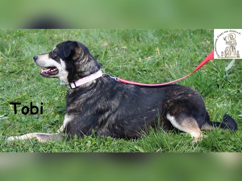 Tobi - Schnüffelnase sucht Zuhause