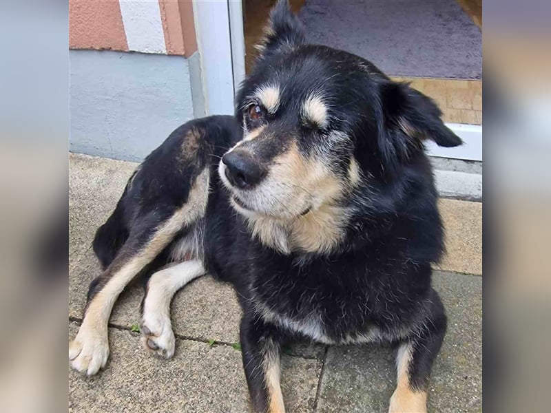 Sullivan - rüstiger liebenswerter Senior