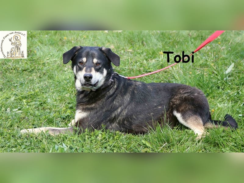 Tobi - Schnüffelnase sucht Zuhause