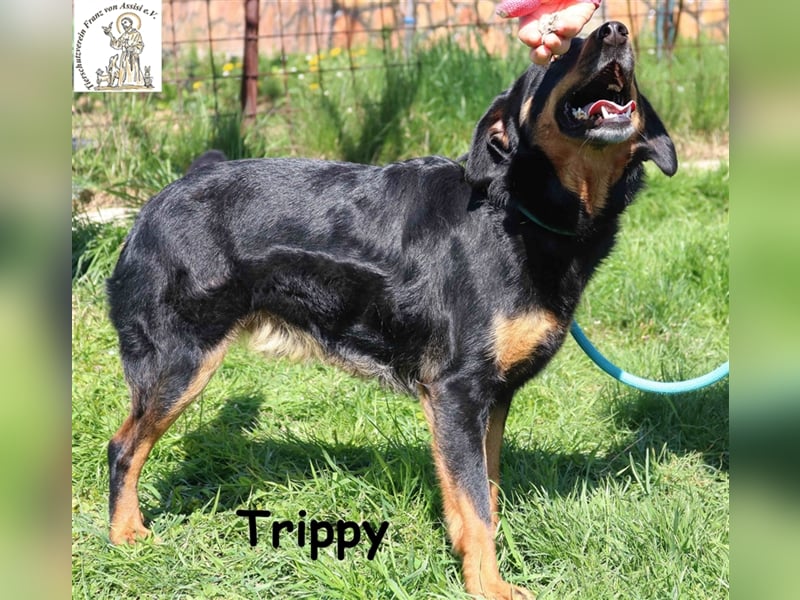 Trippy - entspanntes 3Bein sucht Zuhause