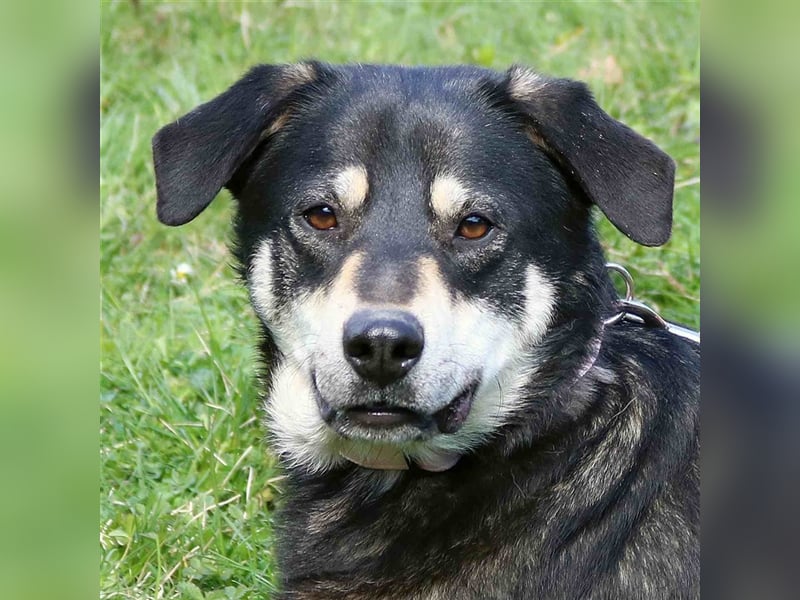 Tobi - Schnüffelnase sucht Zuhause