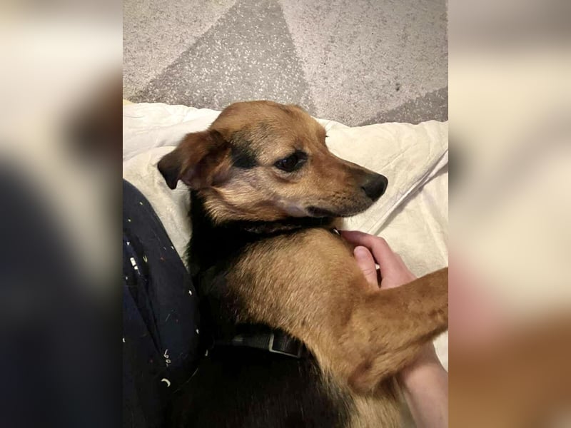 Oscar möchte auch endlich seine Menschen finden