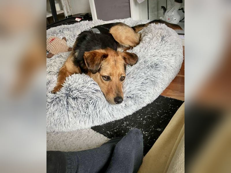 Oscar möchte auch endlich seine Menschen finden