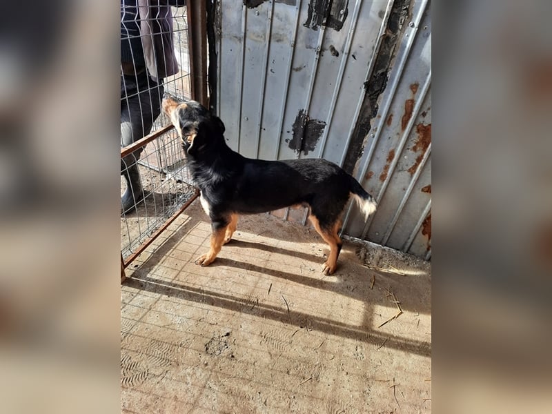 Wundervoller „Aris“ ein Menschenfreud, 2 Jahre alt