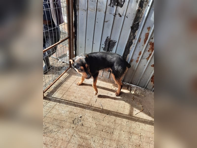 Wundervoller „Aris“ ein Menschenfreud, 2 Jahre alt