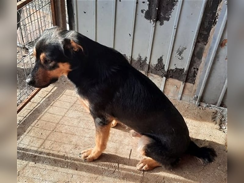 Wundervoller „Aris“ ein Menschenfreud, 2 Jahre alt