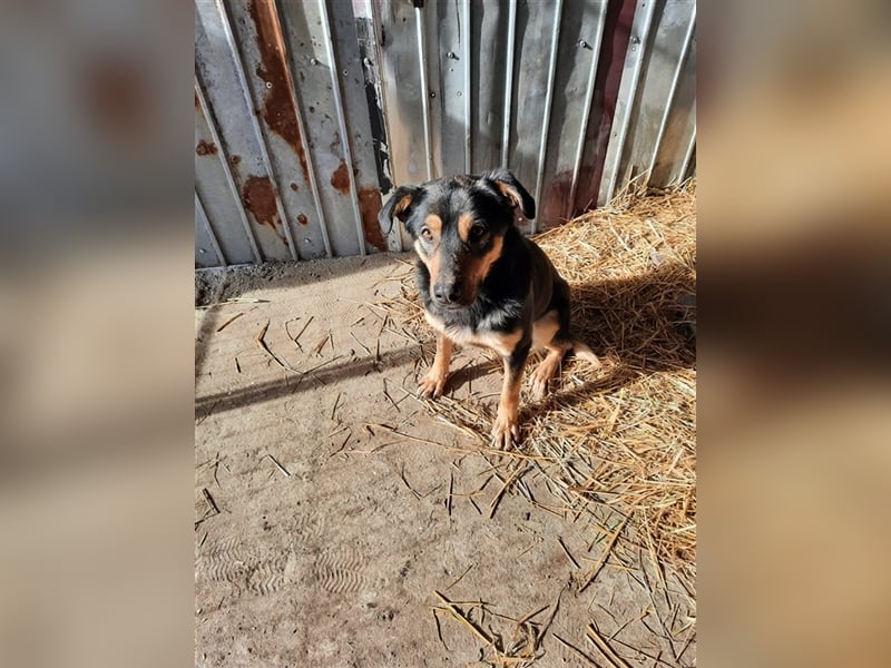 Wundervoller „Aris“ ein Menschenfreud, 2 Jahre alt
