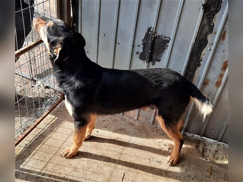 Wundervoller „Aris“ ein Menschenfreud, 2 Jahre alt