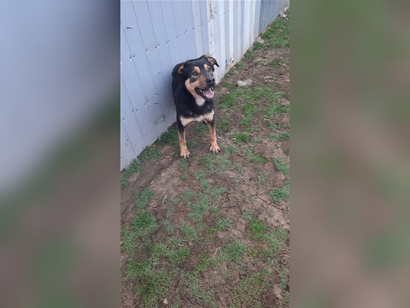 Wundervoller „Aris“ ein Menschenfreud, 2 Jahre alt