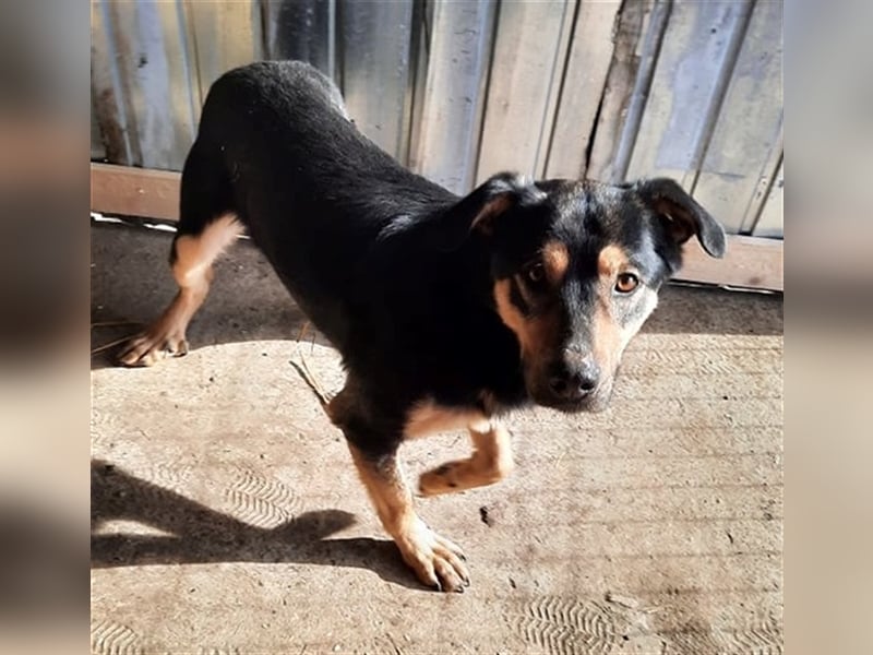 Wundervoller „Aris“ ein Menschenfreud, 2 Jahre alt