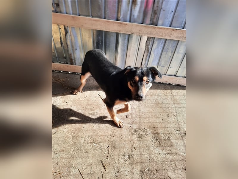 Wundervoller „Aris“ ein Menschenfreud, 2 Jahre alt