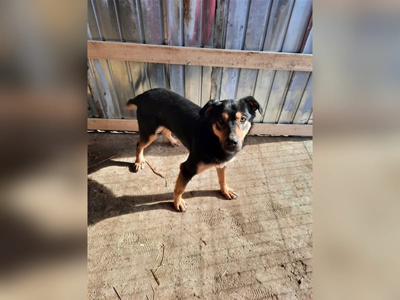 Wundervoller „Aris“ ein Menschenfreud, 2 Jahre alt
