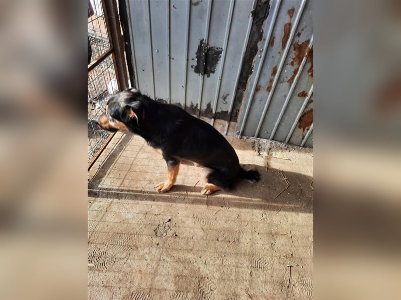 Wundervoller „Aris“ ein Menschenfreud, 2 Jahre alt