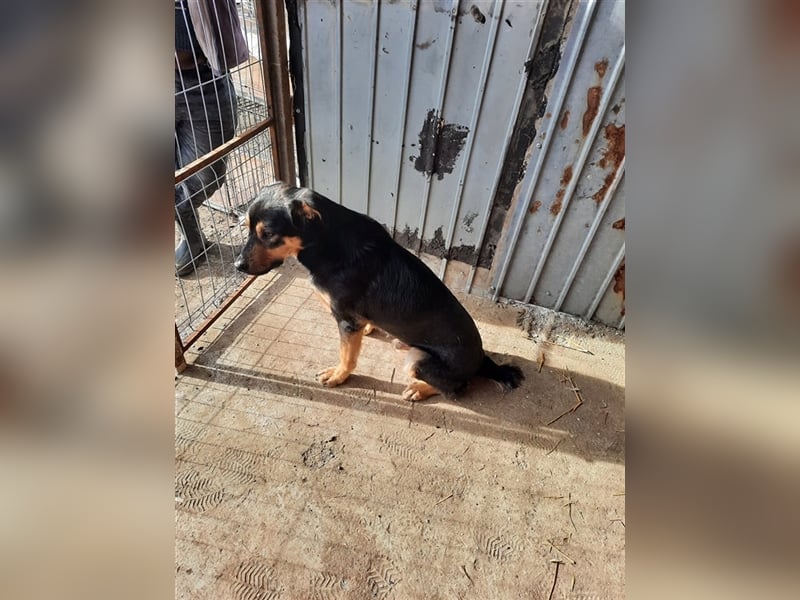Wundervoller „Aris“ ein Menschenfreud, 2 Jahre alt