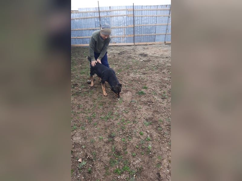 Wundervoller „Aris“ ein Menschenfreud, 2 Jahre alt