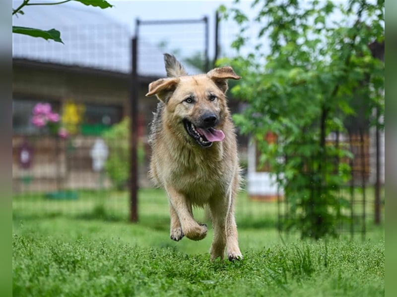 Marley sucht ein Zuhause