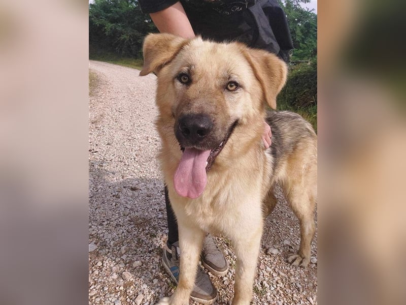 Marley sucht ein Zuhause