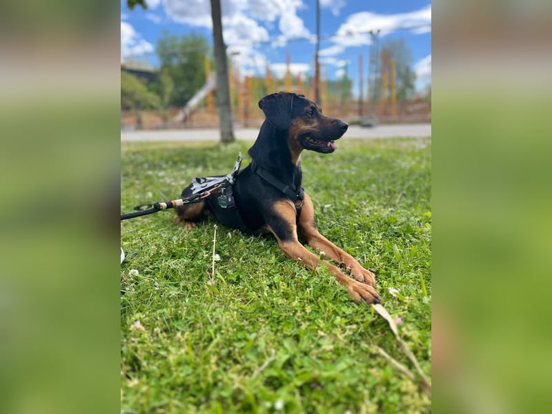 Nero verliert sein Zuhause