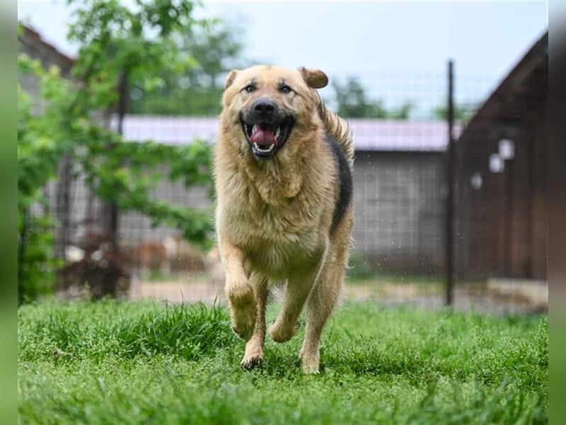 Marley sucht ein Zuhause