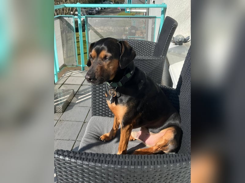 Nero verliert sein Zuhause