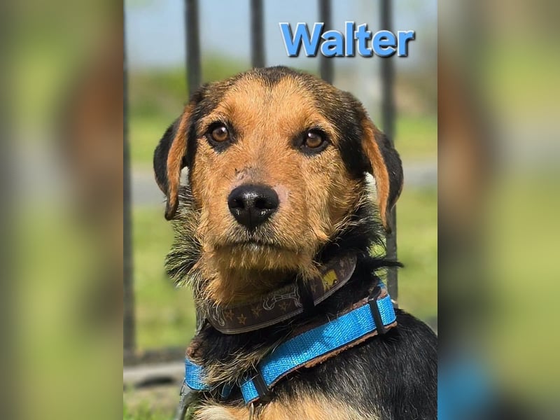 Walter sucht ein Zuhause