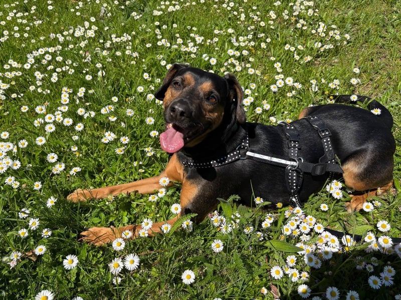Nero verliert sein Zuhause