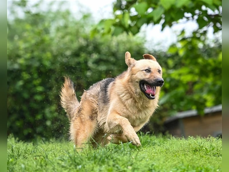 Marley sucht ein Zuhause