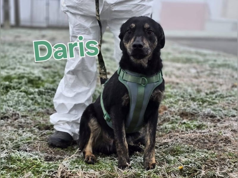Daris sucht ein Zuhause