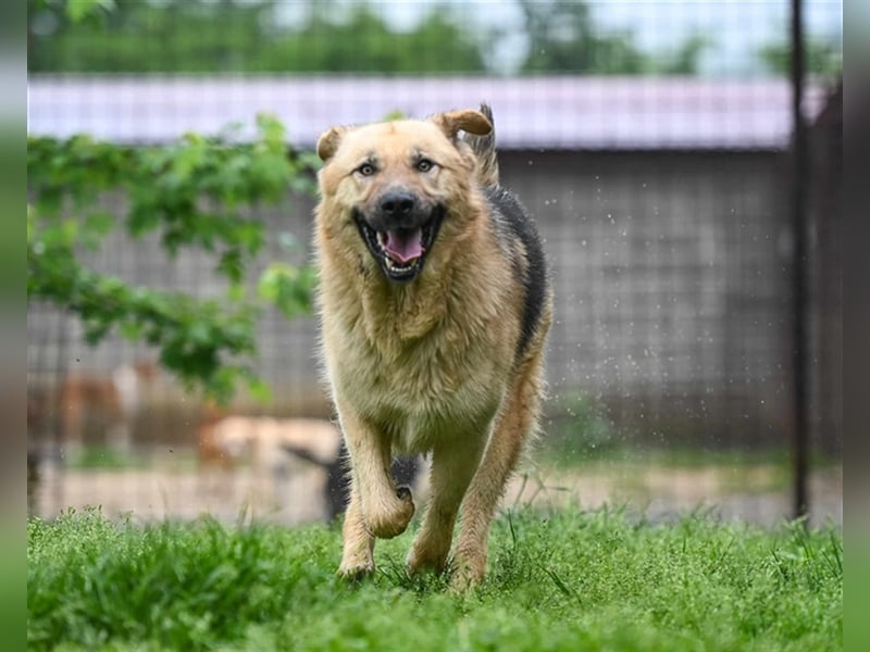 Marley sucht ein Zuhause