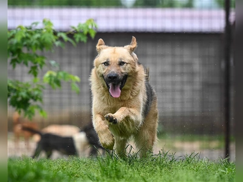 Marley sucht ein Zuhause