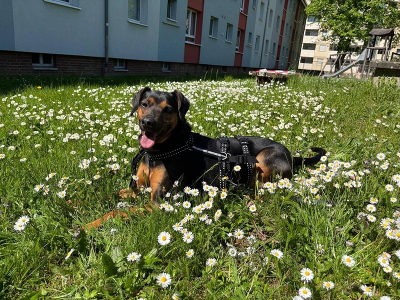 Nero verliert sein Zuhause