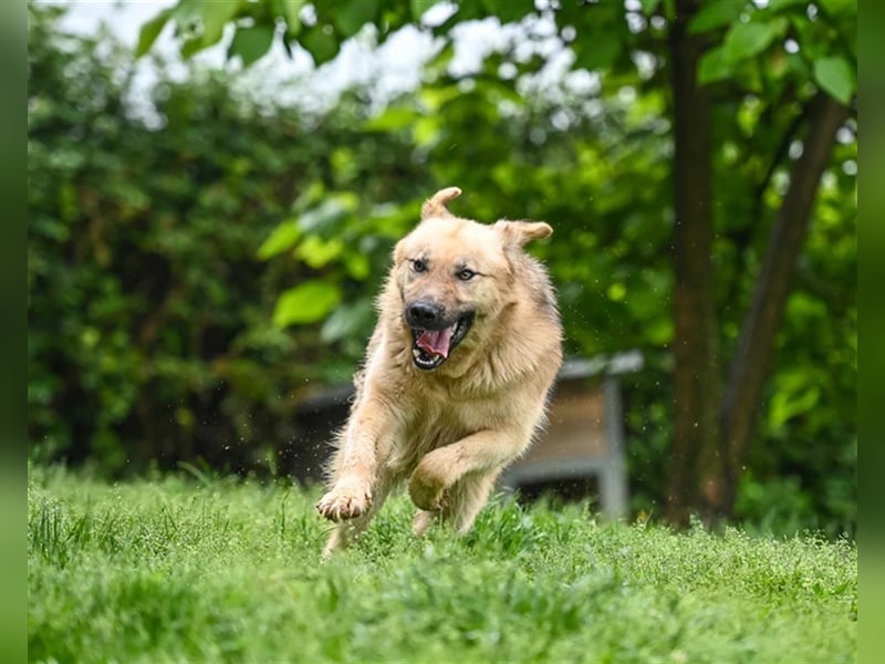 Marley sucht ein Zuhause