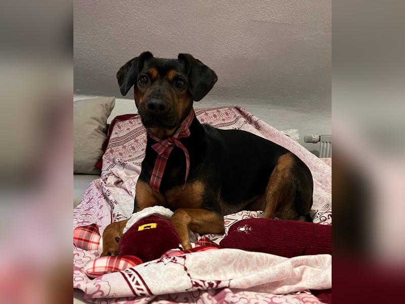 Nero verliert sein Zuhause