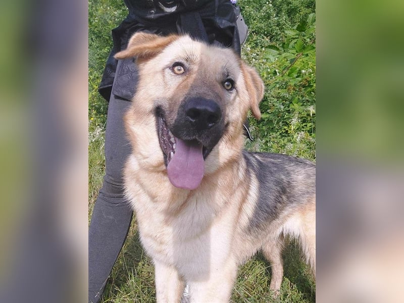 Marley sucht ein Zuhause