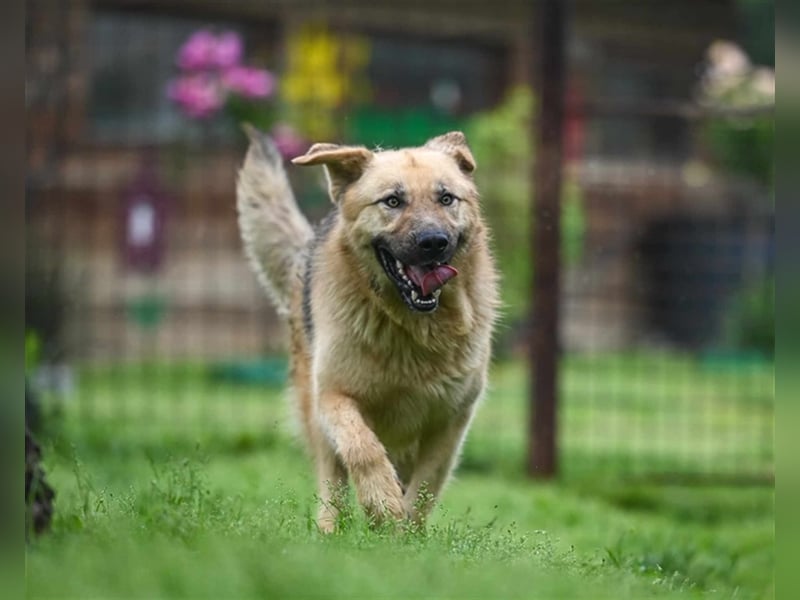 Marley sucht ein Zuhause