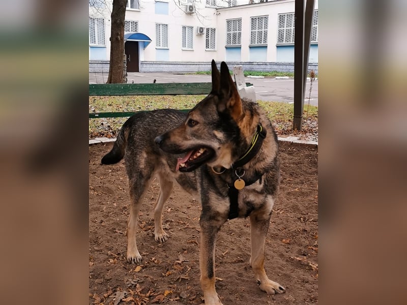 BOY- sucht liebevolles Zuhause