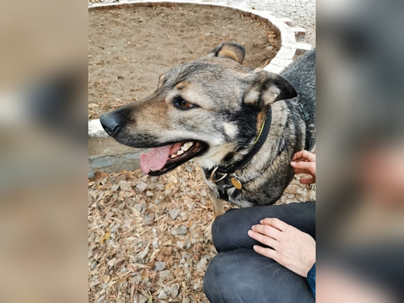BOY- sucht liebevolles Zuhause