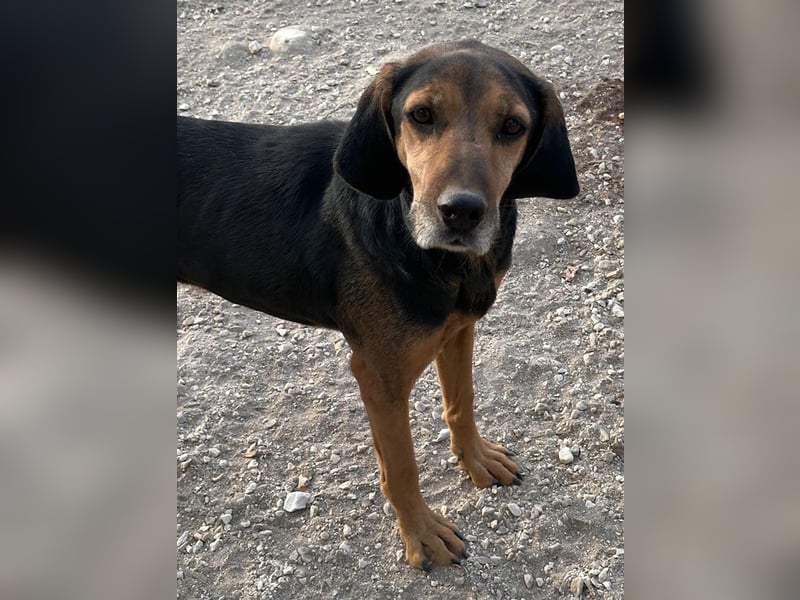 Pancho, geb. ca. 01/2020, lebt in GRIECHENLAND, im städt. Tierheim