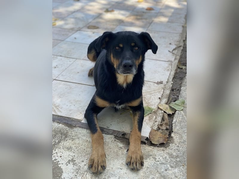 Argos, geb. ca. 05/2019, lebt in GRIECHENLAND, im städt. Tierheim Serres