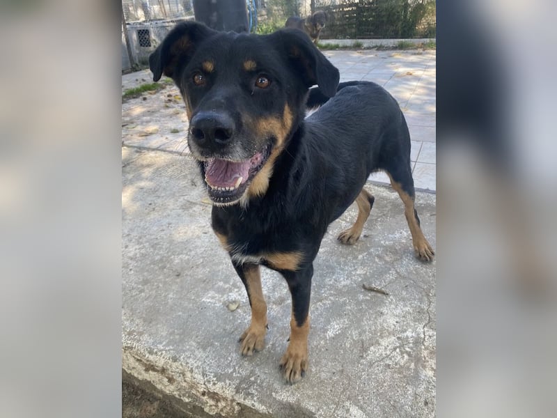 Argos, geb. ca. 05/2019, lebt in GRIECHENLAND, im städt. Tierheim Serres