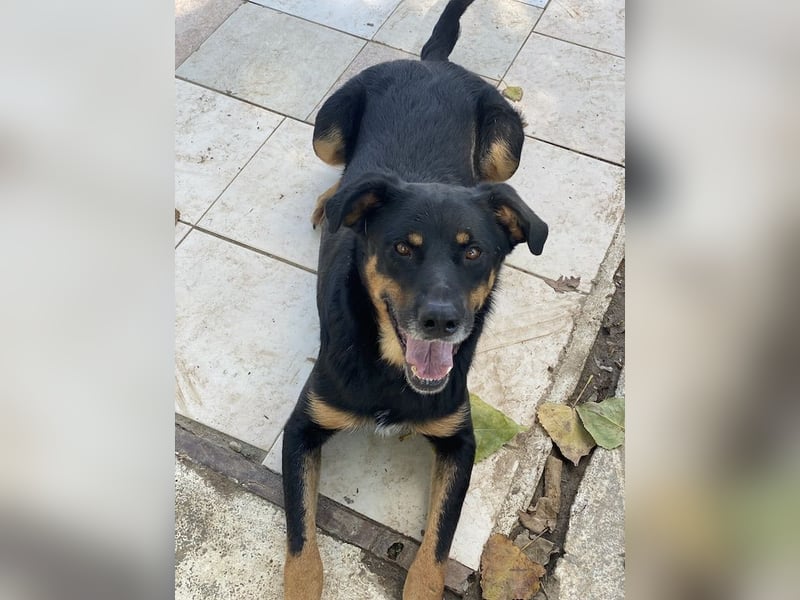 Argos, geb. ca. 05/2019, lebt in GRIECHENLAND, im städt. Tierheim Serres