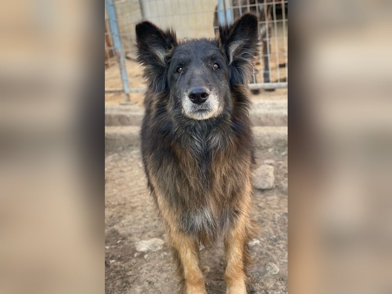 Snorre, geb. ca. 11/2017, lebt in GRIECHENLAND, im städt. Tierheim Serres