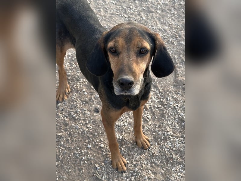 Pancho, geb. ca. 01/2020, lebt in GRIECHENLAND, im städt. Tierheim