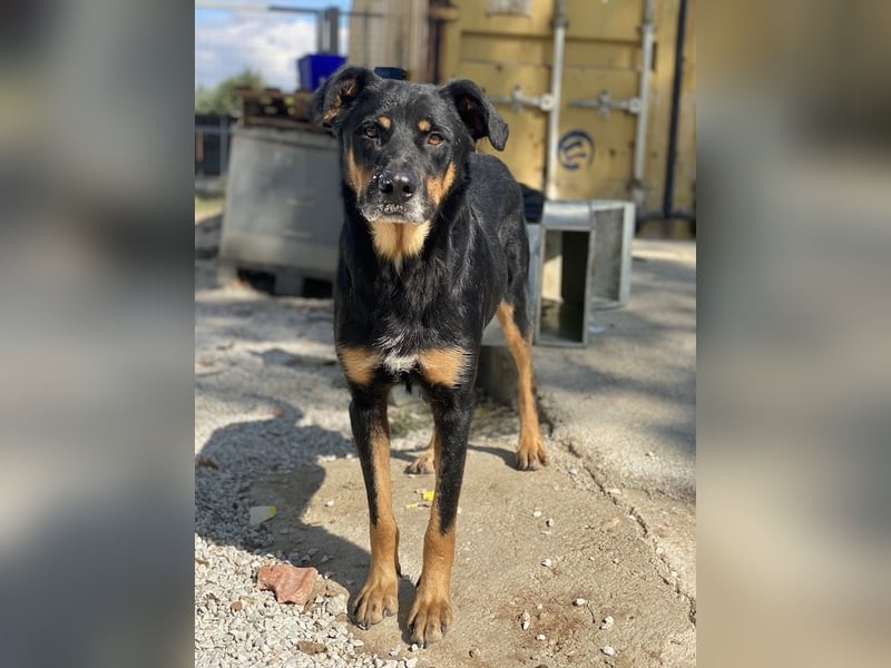 Argos, geb. ca. 05/2019, lebt in GRIECHENLAND, im städt. Tierheim Serres