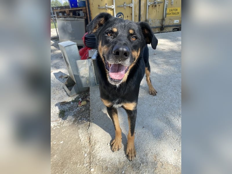 Argos, geb. ca. 05/2019, lebt in GRIECHENLAND, im städt. Tierheim Serres