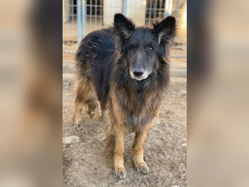 Snorre, geb. ca. 11/2017, lebt in GRIECHENLAND, im städt. Tierheim Serres
