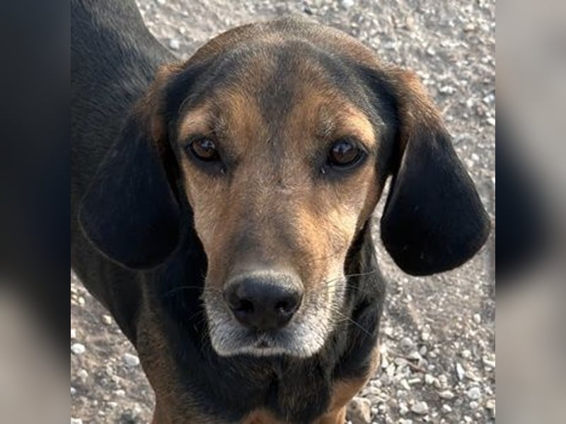 Pancho, geb. ca. 01/2020, lebt in GRIECHENLAND, im städt. Tierheim