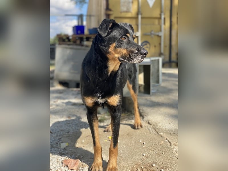 Argos, geb. ca. 05/2019, lebt in GRIECHENLAND, im städt. Tierheim Serres