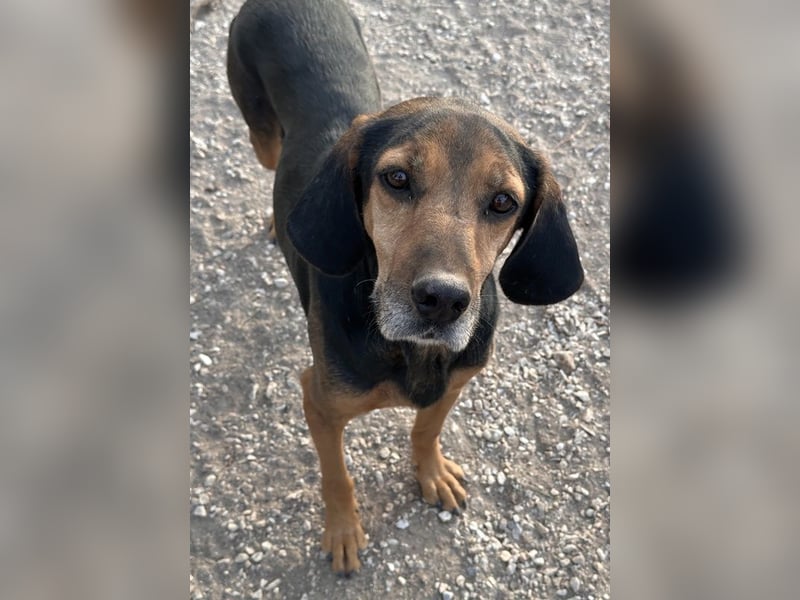 Pancho, geb. ca. 01/2020, lebt in GRIECHENLAND, im städt. Tierheim