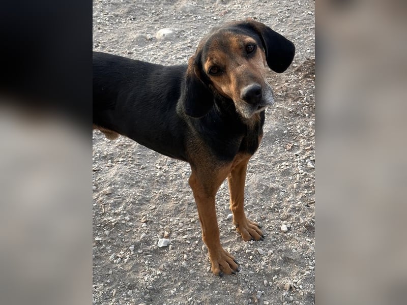 Pancho, geb. ca. 01/2020, lebt in GRIECHENLAND, im städt. Tierheim